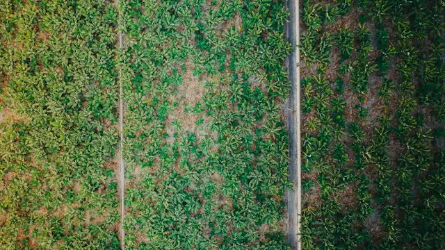 Blok kebun dan jalan dilihat dari udara