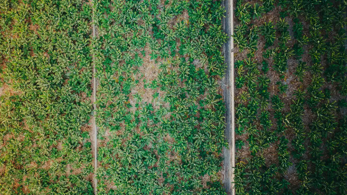 Blok kebun dan jalan dilihat dari udara