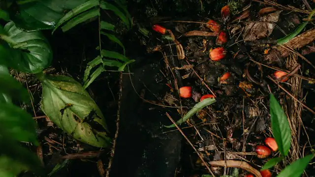Buah sawit berserakan di tanah kebun