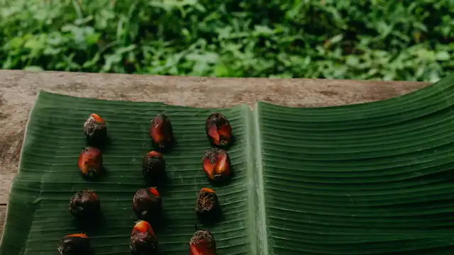 Buah sawit dijemur di atas daun pisang