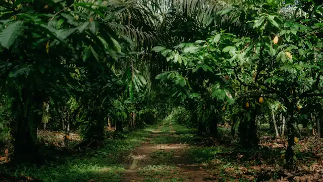 Jalan setapak di dalam kebun yang rimbun