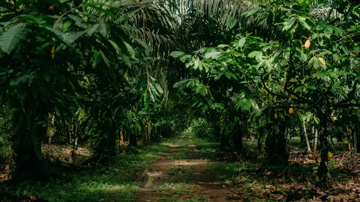 Jalan setapak di dalam kebun yang rimbun