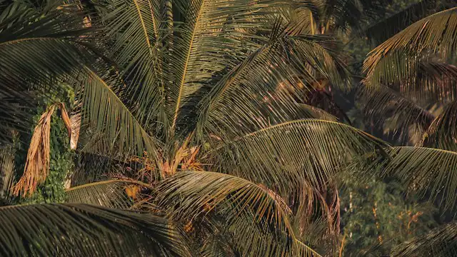 Pohon palem yang rimbun