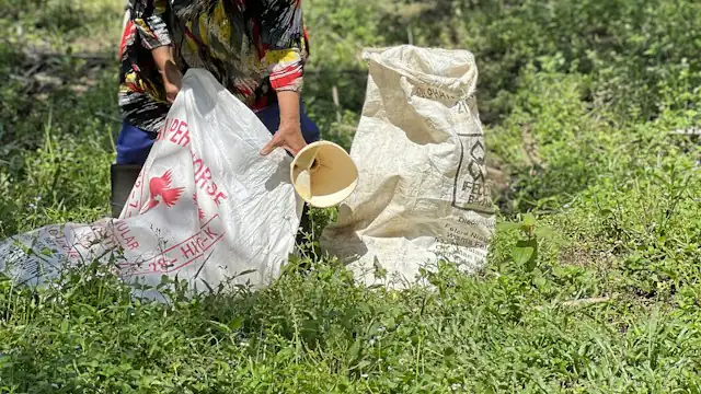 Pekerja kebun membawa ember
