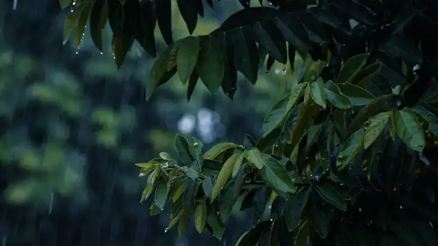 Hujan turun di atas daun hijau tua