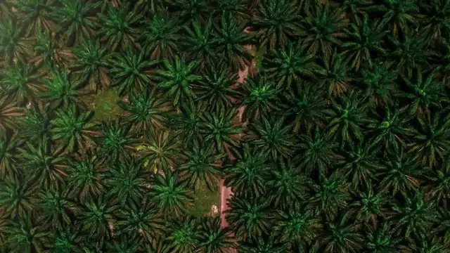 Kebun sawit dilihat dari udara