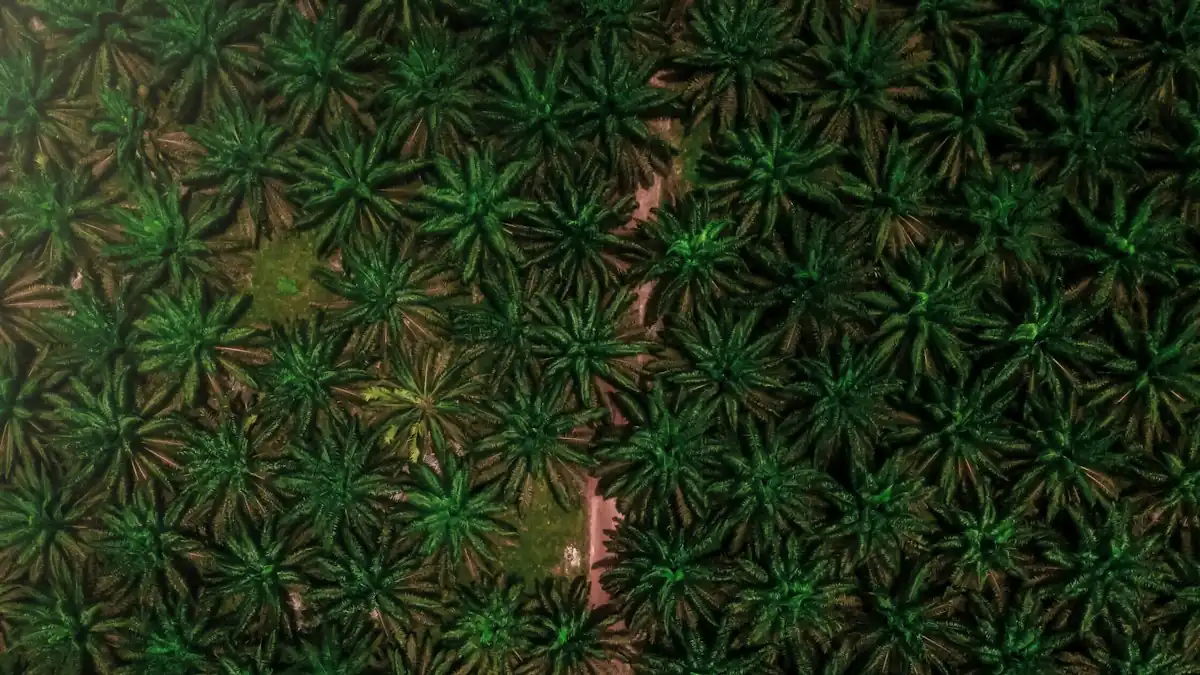 Kebun sawit dilihat dari udara