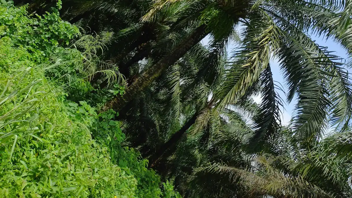 Deretan pohon sawit tua di tepi bukit hijau