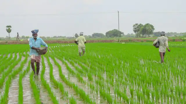 Petani menebar pupuk di lahan hijau