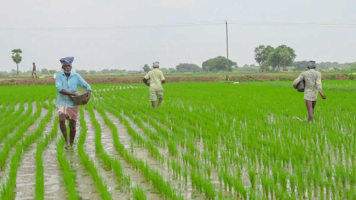 Petani menebar pupuk di lahan hijau