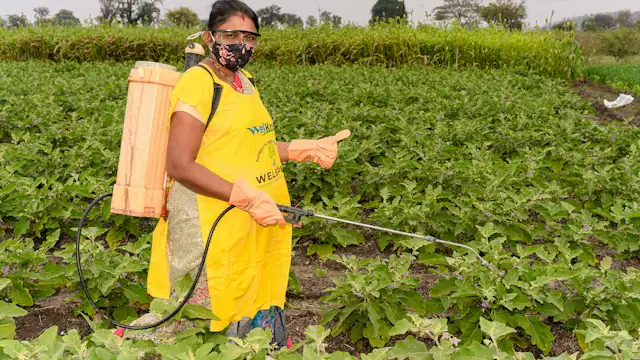 Petani menyemprot lahan dengan alat semprot punggung
