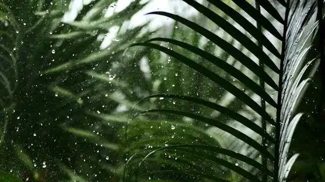 Daun hijau dengan butiran air