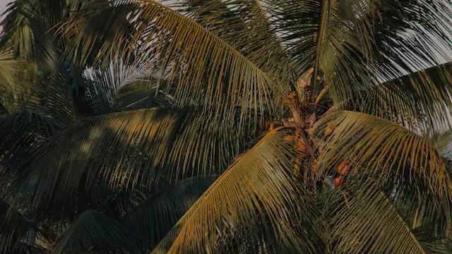 Pohon palem di bawah langit senja