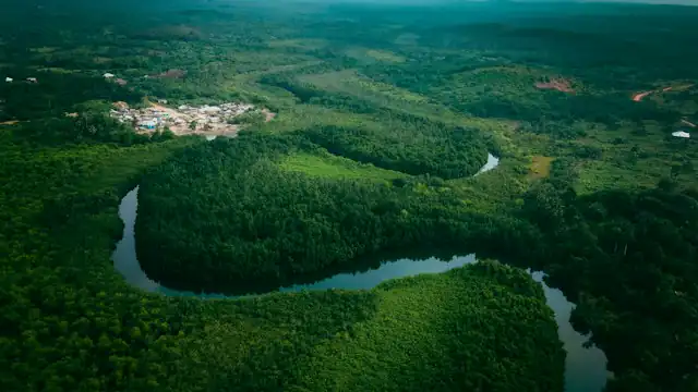 Sungai di tengah hutan bakau dilihat dari udara