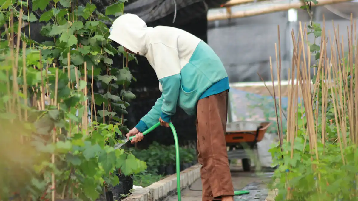 Seorang perempuan menyiram bibit di pembibitan