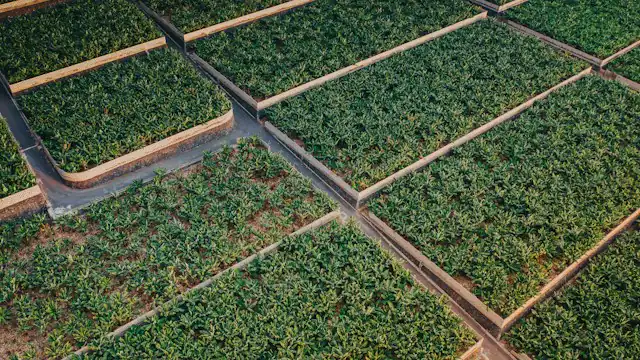 Barisan tanaman di dalam blok kebun
