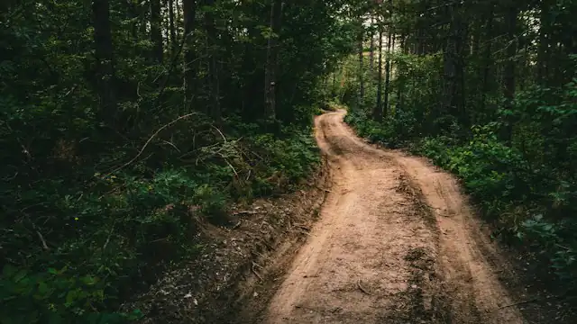Jalan tanah di tengah pepohonan rimbun
