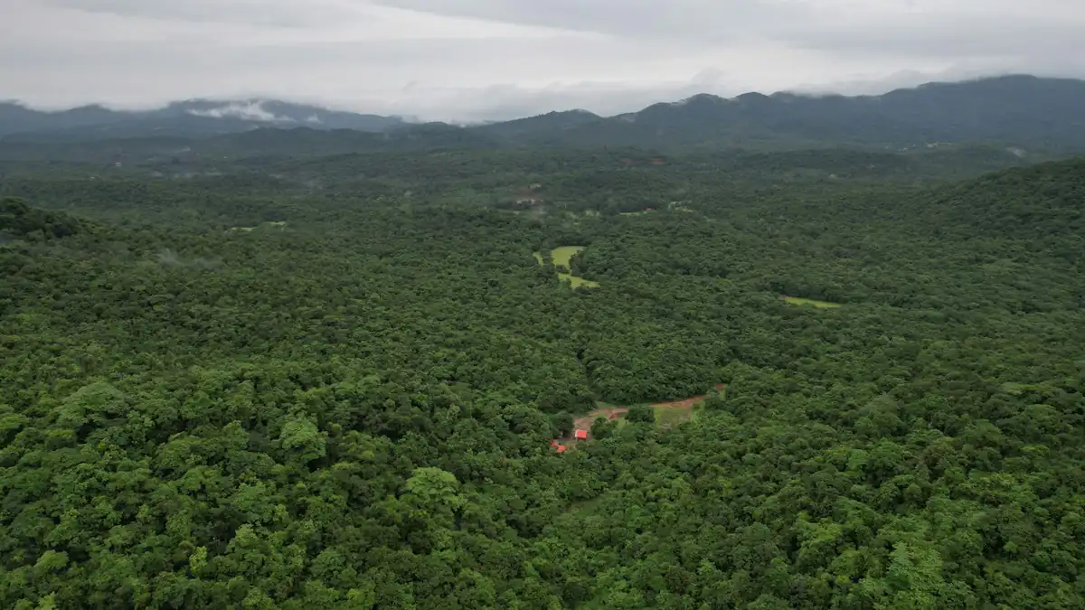 Hamparan hutan dan perbukitan dilihat dari ketinggian