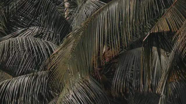 Pelepah pohon palem yang rimbun