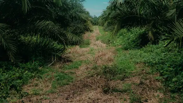 Jalan setapak di antara pohon sawit di bawah langit biru