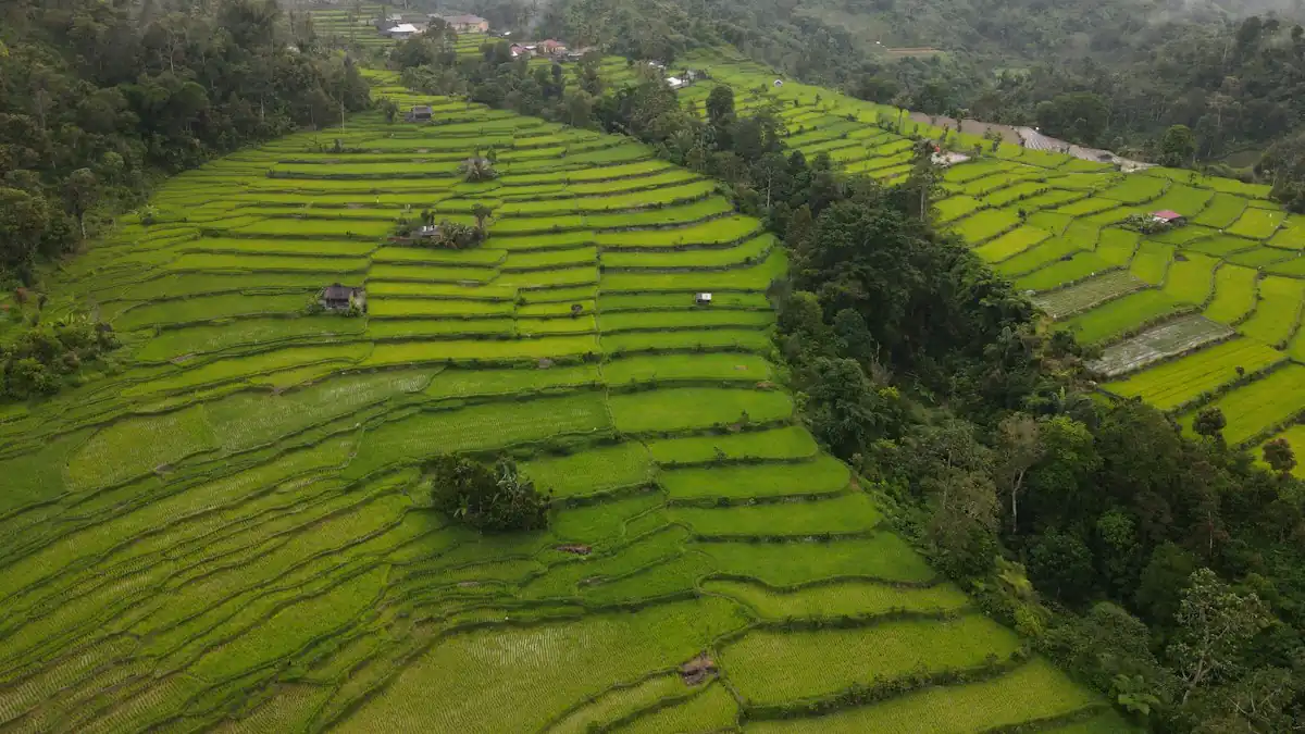 Lahan bertingkat di lereng bukit