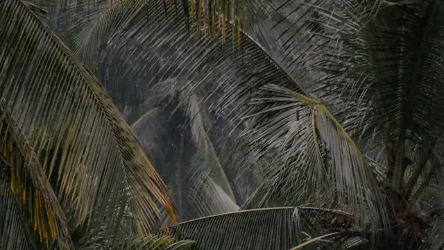 Tajuk pohon palem