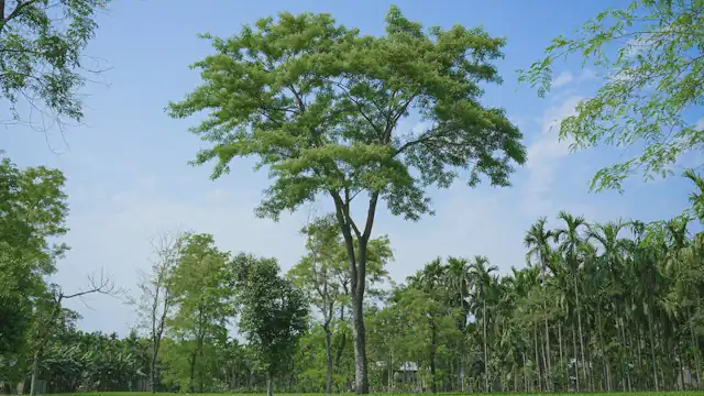 Padang hijau dengan pepohonan di bawah langit biru