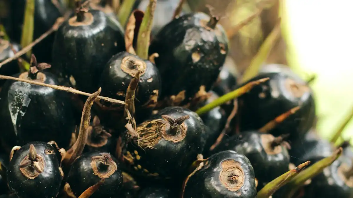 Buah sawit muda berwarna hitam di tandan